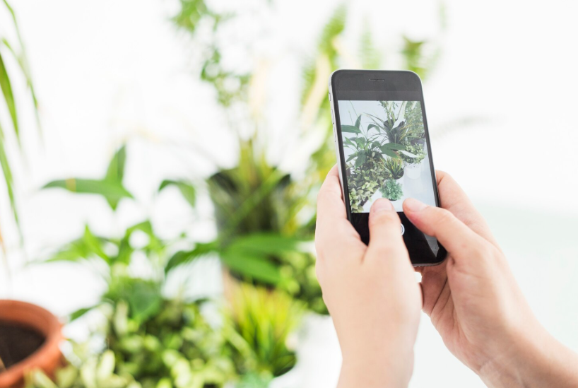 Person using a smartphone camera to identify plants, showing why visual search is growing.